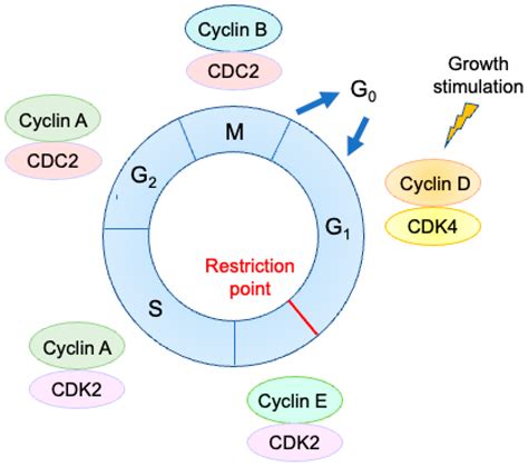 Genes | Free Full-Text | Deregulated E2F Activity as a Cancer-Cell ... 