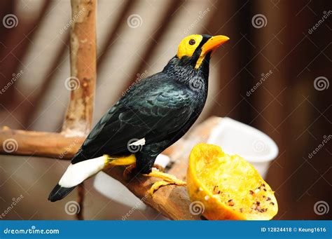 Bird Yellow Faced Mynah Stock Photo Image Of Nature Bali 12824418