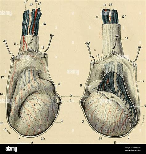 Traité d anatomie humaine anatomie descriptive histologie