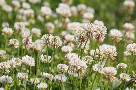 Flores De Trébol Blanco Trifolium Repens Planta En Pradera Verde Imagen