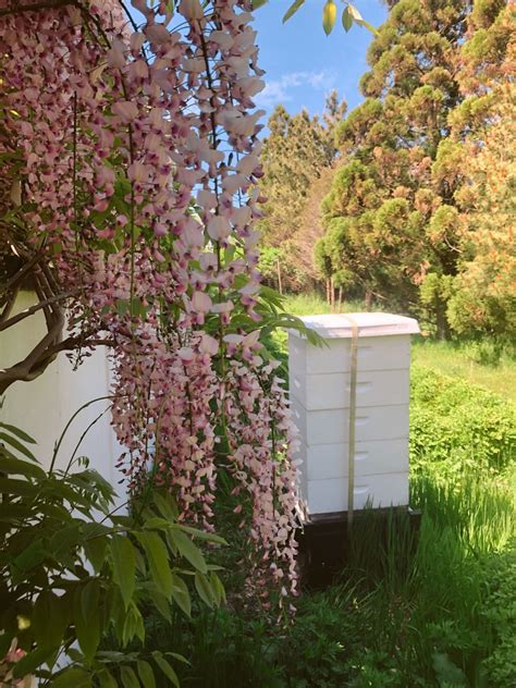 Where To Buy Bee Smart Modular Beehive Systems Beekeeping Supplies