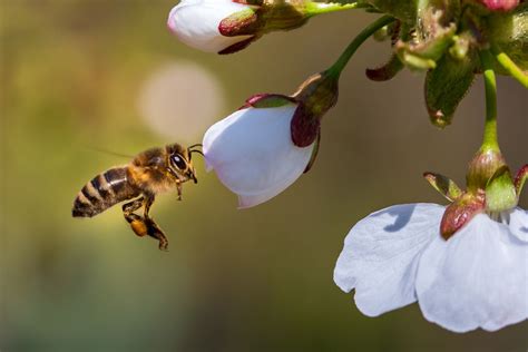 Flores Que Atraen A Las Abejas Y Mariposas Fomentando La Biodiversidad