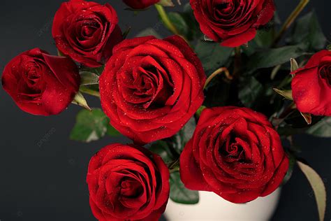 Tanabata Valentine Rose Background Tanabata Valentine S Day Rose