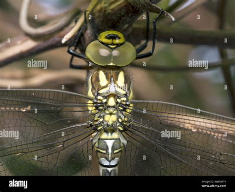 Blue Hawker Southern Hawker Hi Res Stock Photography And Images Alamy