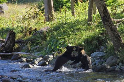 two bears are playing in the water near some trees and rocks, while ...