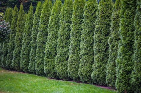 Arborvitae Fence Line