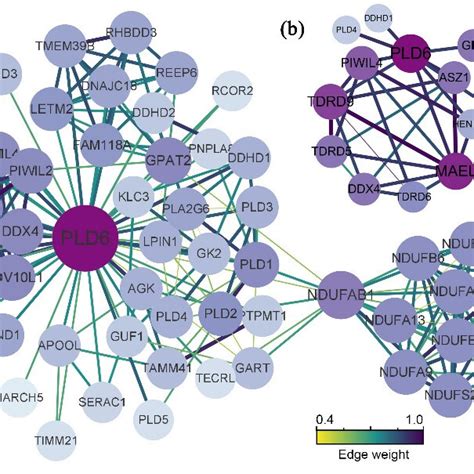 Protein Protein Interaction PPI Network A Analysis Of PLD6 Protein