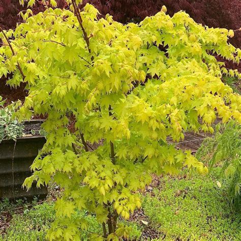 Buy Acer Palmatum Summer Gold Japanese Maple — Mr Maple │ Buy Japanese Maple Trees