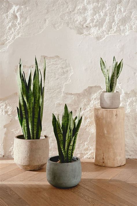 Comprar Sansevieria Zeylanica Online April Plants Sansevieria