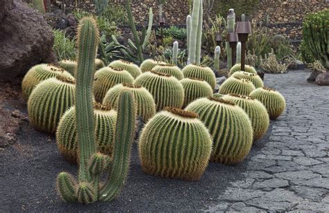 The Best Types Of Cactus To Grow In Your Garden