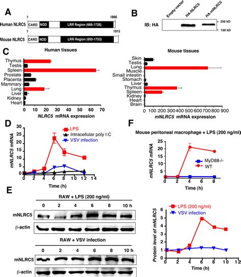 Domain Organization Expression And Intracellular Localization Of Human