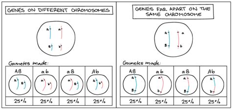 5 Step Guide To Understand Linked Genes And Chromosome Meiosis