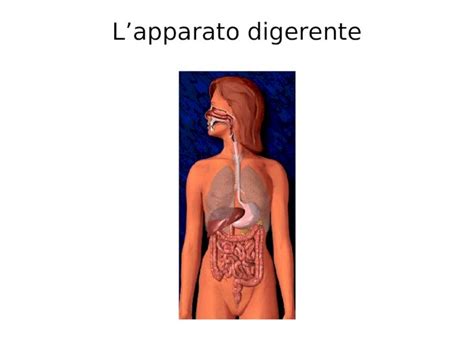 Ppt Lapparato Digerente Il Tratto Gastrointestinale Bocca Esofago