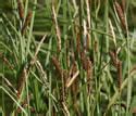 Carex Haydenii Hayden S Sedge Minnesota Wildflowers