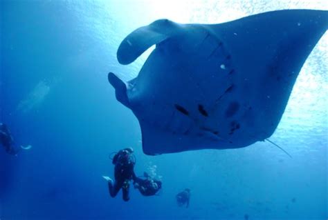 渡嘉敷島 ウミガメ の遊び・体験【アソビュー！】