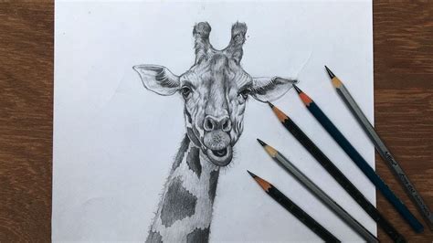 Amazing Pencil Drawings Of Animals / Has been added to your cart.