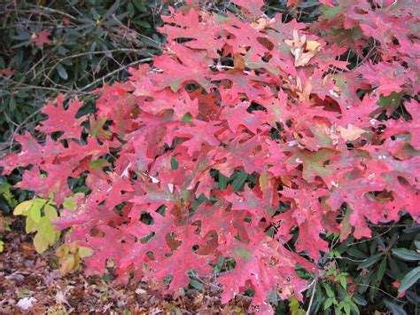 Quercus Rubra Trees And Specimens Arboretum Garden Centre