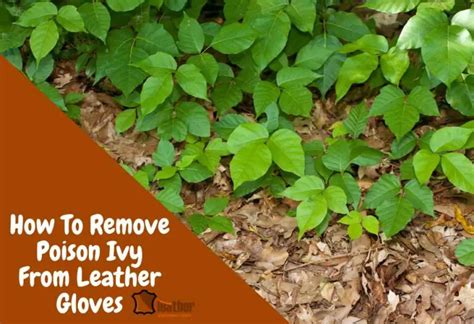 Remove Poison Ivy From Leather Gloves 4 Home Remedies Leather Informer