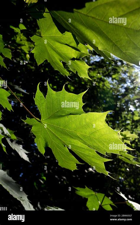 Sycamore Tree Leaves Hi Res Stock Photography And Images Alamy