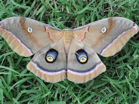 Polyphemus Moth Cocoon