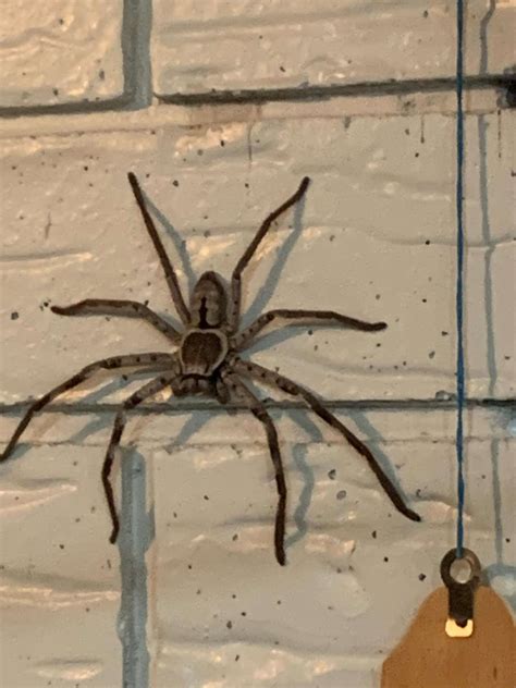 'Terrified' Woman Decides To Make Peace With Giant Spider Living In Her