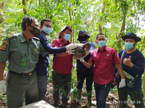 BBKSDA Jawa Barat Lepasliarkan Satwa Liar Dari PPS Tegal Alur BKSDA