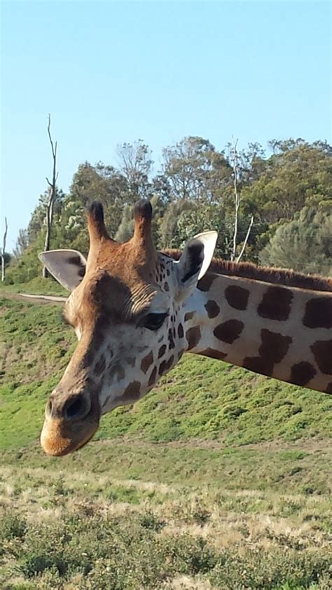 RDO Melbourne: African Safari Tour, Werribee Zoo