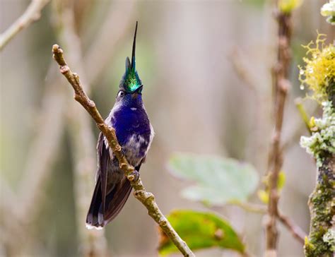 News from AGAMI image library - www.agami.nl: Birds from Brazil 2 ...