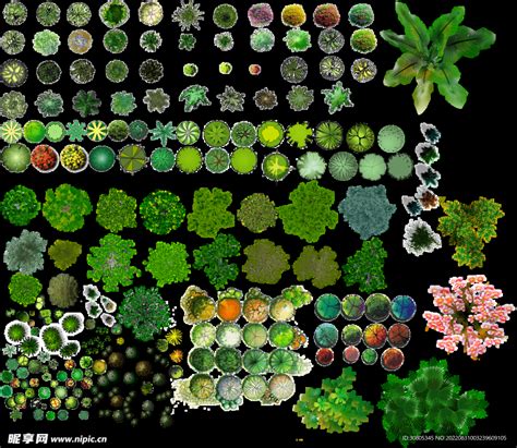 景观植物平面图设计图psd分层素材psd分层素材设计图库昵图网