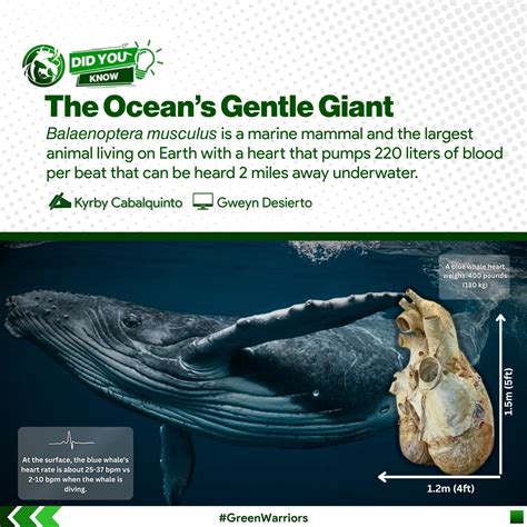 𝗗𝗜𝗗 𝗬𝗢𝗨 𝗞𝗡𝗢𝗪 The blue... - USM Biology Club - Green Warriors