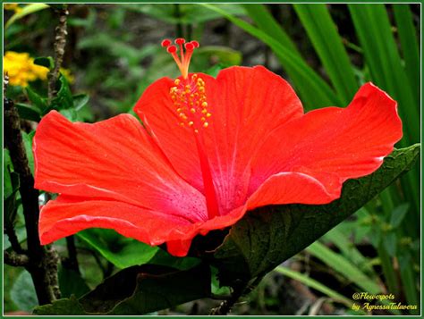 Red Hibiscus Gumamela Project Noah