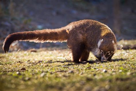 Feather Tailed Stories: White-nosed Coati