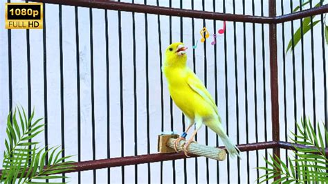 Spanish Timbrado Canary Singing Beautiful Video HD YouTube