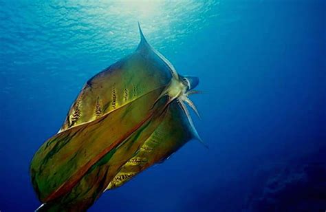 Watch: The spectacular female ‘Blanket Octopus’ was seen unfurling its ...