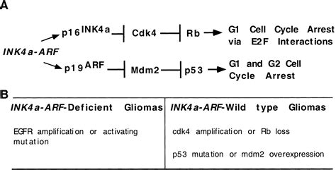 A constitutively active epidermal growth factor receptor cooperates ...