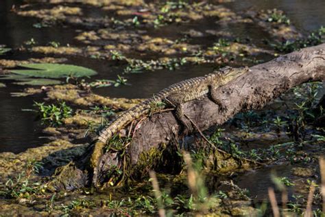 Crocodile In Green Camouflage Stock Photos, Pictures & Royalty-Free Images - iStock