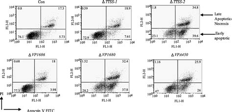 Annexin V Staining Shows Induction Of Apoptosis Raw Cells Were