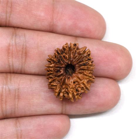 14 Mukhi Rudraksha Nepal 23 81mm 2 09g Fourteen Face Bead