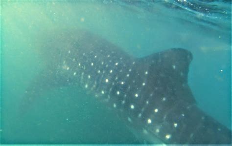 Whale Shark Skeleton