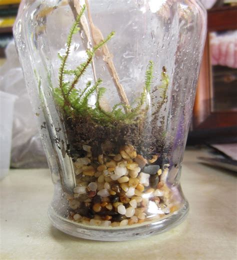 The Basics Of Closed Jar Terrariums 5 Steps With Pictures Instructables