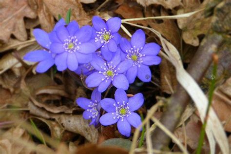 Przylaszczka Pospolita Hepatica Nobilis