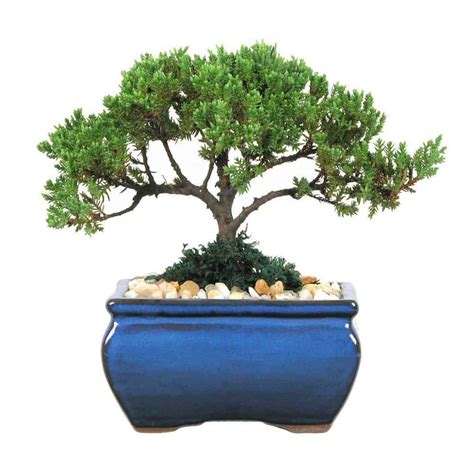 Bonsai Tree Pack Wholesale Eve S Garden Inc