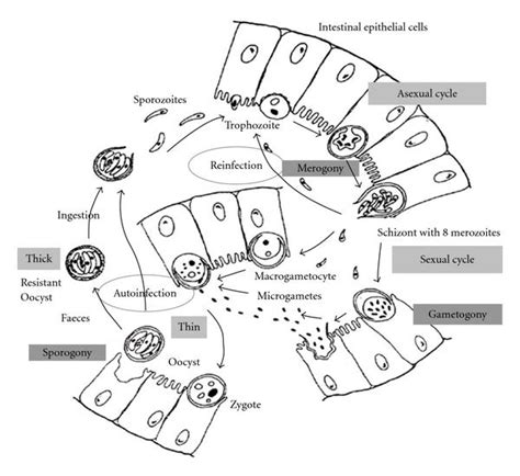 Life Cycle Of Cryptosporidium In The Enterocyte Following Oocyst Download Scientific Diagram