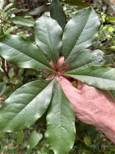 Rough Fruited Pittosporum From Kgari Fraser Island Recreation Area