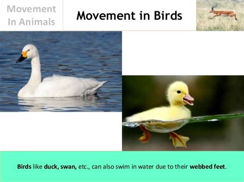 Movement In Animals