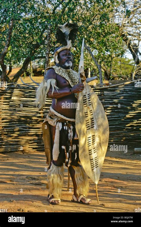 Zulu Chief With Spear And Shield Shakaland South Africa Stock Photo