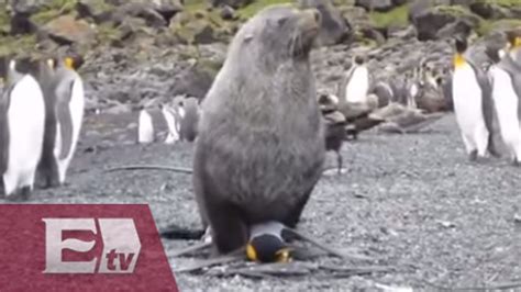 Captan A Focas Teniendo Sexo Con Pingüinos Excélsior Informa Youtube