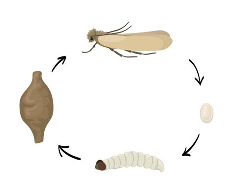 indian meal moth life cycle pantry pests hooper termite  pest