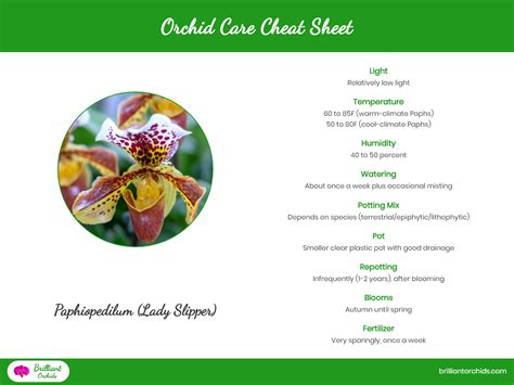 Paphiopedilum (Lady Slipper Orchid): Care Guide - Brilliant Orchids