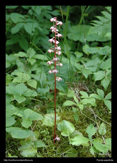 Alpine Pyrola Pyrola Asarifolia Plant Aesthetic Plants Wild Flowers